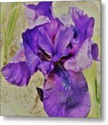 Violet Iris Secondo Tono Metal Print