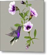 Violet Sabrewing Hummingbird Metal Print