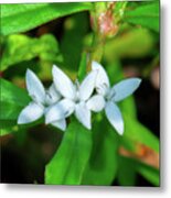 Virginia Buttonweed Or Buttonweed Dfl1289 Metal Print