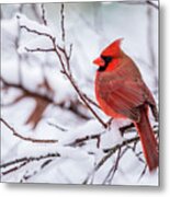 Virginia Cardinal On A Snowy Day Metal Print