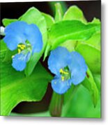 Virginia Dayflower Dfl1302 Metal Print