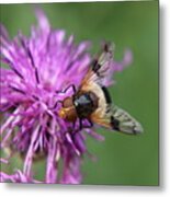 Volucella Pellucens Sitting And Standing On Red Clover Trying Find Some Sweet Metal Print
