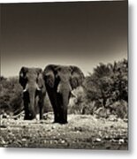 Walking Tall Metal Print