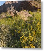 Wall Of Bloom Along Palm Canyon Trail Metal Print