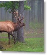 Wapiti Woods - Elk In The Wilderness Metal Print