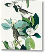 Warbling Flycatcher. John James Audubon Metal Print