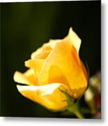 Warm Yellow Rose Bud Metal Print