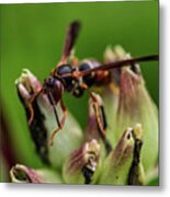 Wasp - Macro Photography Metal Print