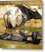 Water Buffalo Family Portrait Metal Print