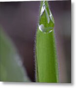 Water Drop On A Grass Blade Metal Print