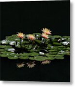 Water Lilies 8 Metal Print