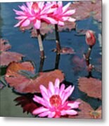 Water Lilies At Naples 4 Metal Print