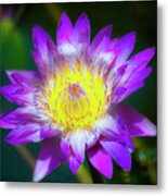 Water Lilly Metal Print