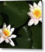 Water Lilly's Metal Print