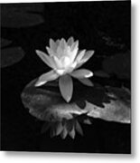 Water Lily In Black And White Metal Print