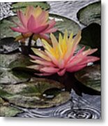 Water Lily Metal Print