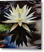 Water Lily With Reflection Metal Print