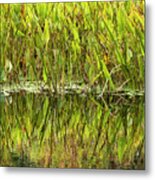 Water Plant Reflections Metal Print