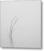 Water Reed In Black And White Metal Print