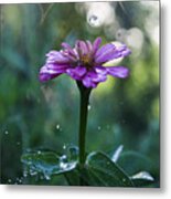 Waterdrops And A Pink Common Zinnia Metal Print