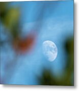 Waxing Gibous Moon Between Trees Blue Sky Costa Ballena Cadiz Metal Print