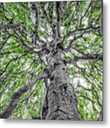 Weeping Beech Metal Print