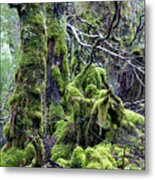 Weindorfer's Forest, Cradle Mountain,tasmania, Australia Metal Print