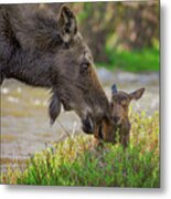 Welcome To The World Metal Print