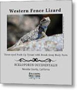 Western Fence Lizard Metal Print