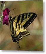 Western Tiger Swallowtail Butterfly Clings To Wildflower Metal Print