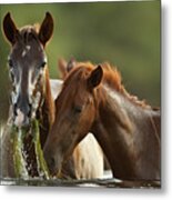 Wet Face Metal Print