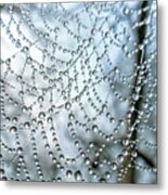 Wet Spider Web Metal Print