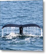 Whale Fluke 2 Metal Print