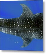 Whale Shark Metal Print
