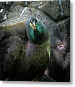 What Are You Lookin' At? Metal Print