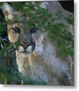 What Are You Looking At? Metal Print