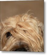 Wheaten Face Mask 1 Metal Print