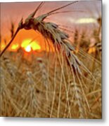 Wheatset -  Nd Hard Red Spring Wheat Backlit By Setting Sun Metal Print