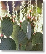 When Prickly And Beautiful Meet Metal Print