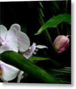 White And Pink Orchid Blooms Against The Night Metal Print