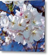 White Blossoms With Carolina Blue Metal Print