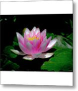 White Bordered Water Lily Metal Print