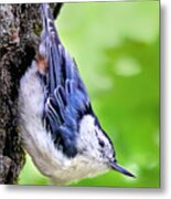 White Breasted Nuthatch Metal Print