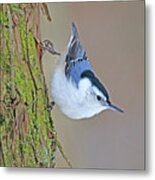 White-breasted Nuthatch Metal Print