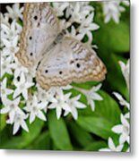 White Butterfly On White Flowers Metal Print