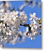 White Cherry Blossoms Metal Print