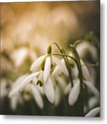 White Common Snowdrop - Prank Of Nature Metal Print