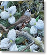 White-crowned Sparrow Metal Print