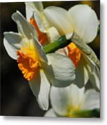 White Daffodils Metal Print