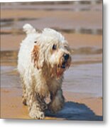 White Dog On The Beach Metal Print